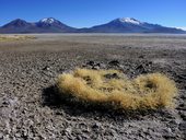 Salar de Surire, Chile