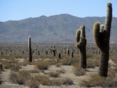 Kaktusy je pokryto přes 64 hektarů tvořících národní park zřízený v roce 1996