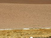 Plameňák ve vodách Quebrada Quepiaco, přírodní rezervace Los Flamencos, Chile