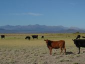 Bezstarostná jízda provincií Mendoza, Argentina