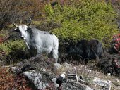 Langtang přes sedlo Ganja La, Nepál