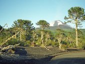 Araukárie a 'pravěká' krajina v národním parku Conguillío