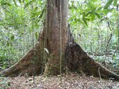 Národní park Kutai, Kalimantan, Indonésie