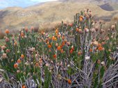 Výstup na sopku Pichincha z konečné stanice lanovky Cruz Loma, Quito, Ekvádor