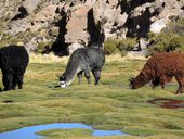 Barevné lamy pasoucí se na zeleném bofedalu, NP Isluga, Chile