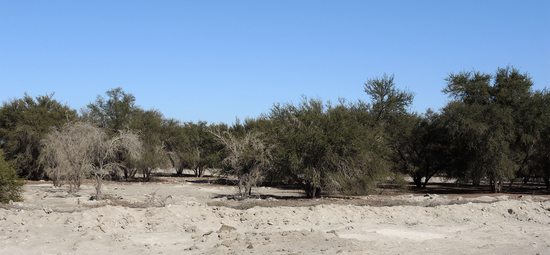 Pampa del Tamarugal je rozsáhlá státní přírodní rezervace uměle osázená stromky tamarugo, Chile