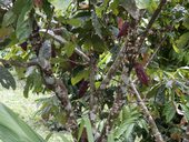 Plody kakaovníku