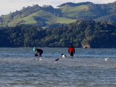 Poloostrov Coromandel