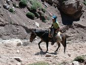 Přístup pod Aconcagua údolími Vacas a Relinchos, Argentina