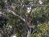 Sungai Mahakam, Kalimantan, Indonésie