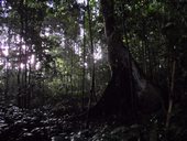 Národní park Kutai, Kalimantan, Indonésie