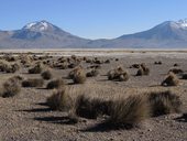 Tvrdá tráva (paja brava) a sopky Arintika (5585m) a Pukintika (5740m), Salar de Surire, Chile