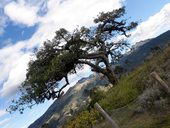 El Lechero - posvátný strom rostoucí na vyhlídce nad jezerem San Pablo, Otavalo, Ekvádor