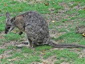 wallabi