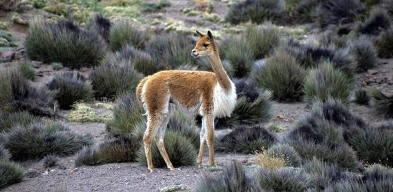 Vicuňa, Národní park Lauca, Chile