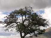 El Lechero - posvátný strom rostoucí na vyhlídce nad jezerem San Pablo, Otavalo, Ekvádor