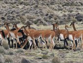 Plaché vicuñě, rezervace Las Vicuñas, Chile