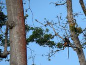 Sungai Mahakam, Kalimantan, Indonésie