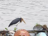 Sungai Mahakam, Kalimantan, Indonésie