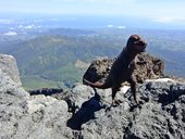 Mt Taranaki - hgrrrggr