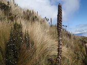 Malebné městečko Otavalo a výstup na sopku Fuya Fuya, Otavalo, Ekvádor