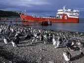 Isla Magdalena, Magalhaensův průliv, Patagonie, Chile