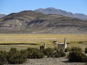 Lamy na chilském altiplanu, Národní park Volcán Isluga, Chile