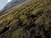 Parinacota (6348m) a bofedal u jezera Chungará, Lauca, Chile