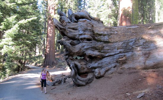 Sekvoj, Yosemite, USA