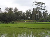 Centrální Bali - Ubud a okolí, Indonésie