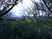 První den na cestě Chogoria Route - z mestečka Chogoria k bráně NP Mount Kenya, Mt. Kenya, Keňa