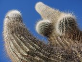 Kaktus - v místním názvosloví nazývaný cardón