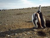 Isla Magdalena, Magalhaensův průliv, Patagonie, Chile