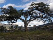 El Lechero - posvátný strom rostoucí na vyhlídce nad jezerem San Pablo, Otavalo, Ekvádor