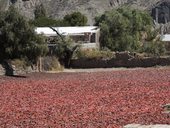 Sušení úrody červených papriček