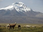 Bofedal u obce Caquena se sopkou Pomerape (6282m), NP Lauca, Chile