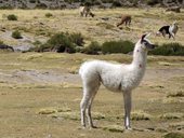 Lamy pasoucí se na bofedalu, Chile