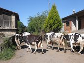 Svatojakubská cesta: Camino Francés (Francouzská cesta), Španělsko