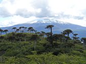 NP Conguillío, tady ožívají obrazy Zdeňka Buriana - sopky, jezera, lávová pole a araukáriové lesy, Chile