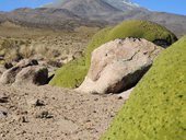 Yareta, která domorodcům tradičně sloužila jako otop. V pozadí čoudící sopka Isluga (5550m), Chile