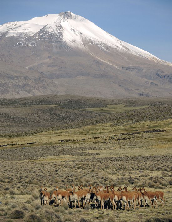 Sopka Acotango (6052m) se stádem vicuñas v popředí, Přírodní rezervace Las Vicuñas, Chile