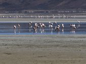 Plameňáci, Salar de Surire, Chile