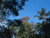 Amazonský prales, přírodní rezervace Cuyabeno