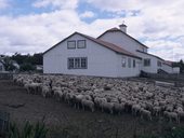 Punta Arenas a okolí, Patagonie, Chile