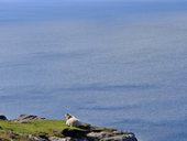 Neist Point