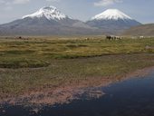 Bofedal u obce Caquena s dominantními sopkami Parinacota (6348m) a Pomerape (6282m), NP Lauca, Chile