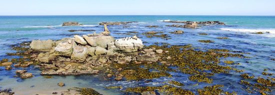 shag point