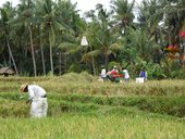 Centrální Bali - Ubud a okolí, Indonésie