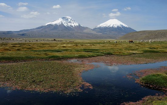 Národní park Lauca a překrásný pohled na Payachatas (Parinacota a Pomerape), Chile