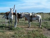 Bezstarostná jízda provincií Mendoza, Argentina